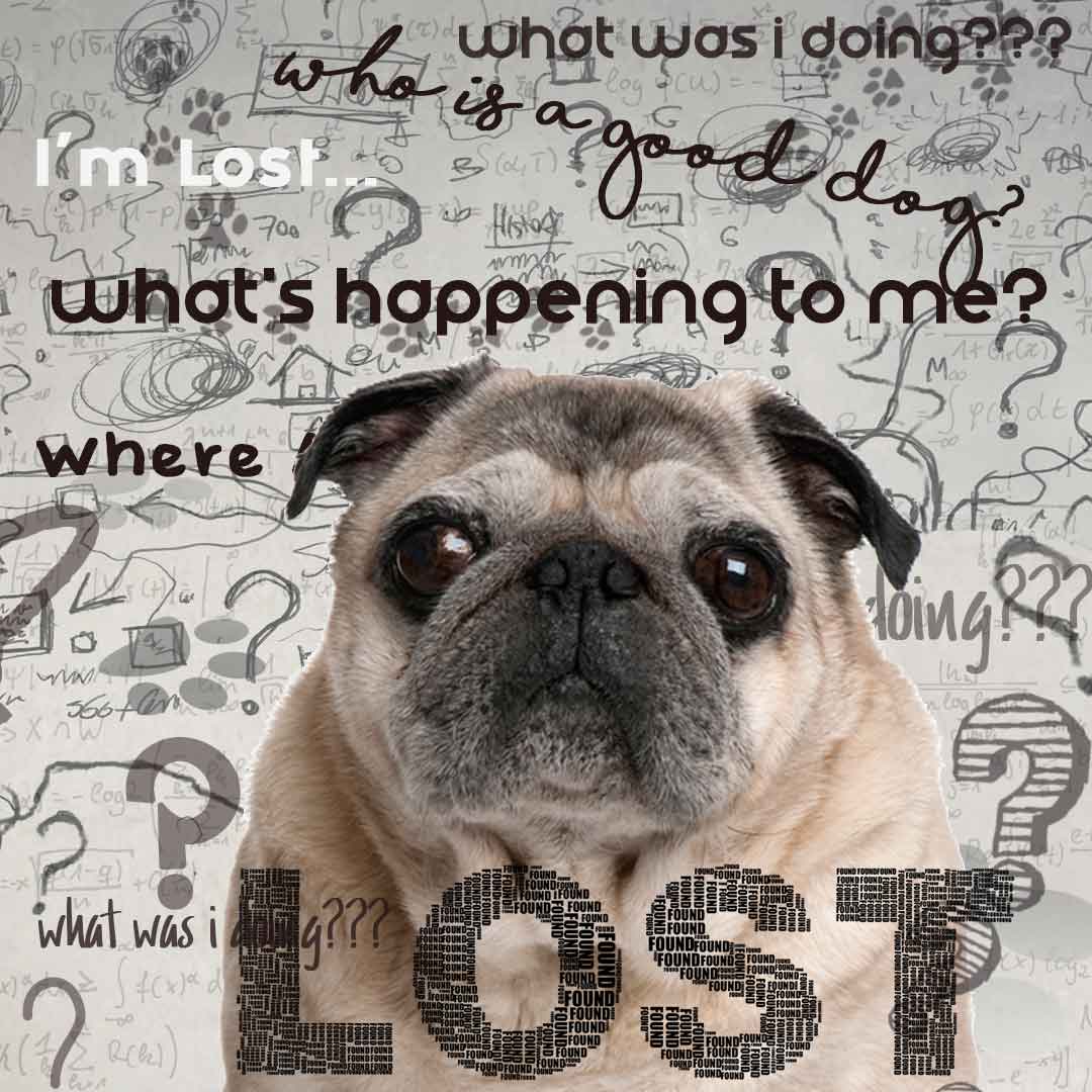 old pug